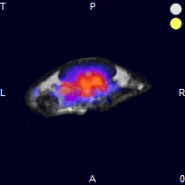 Simultaneous PET/MRI mouse tumor image - BIOTIC, Axial using NuPET™