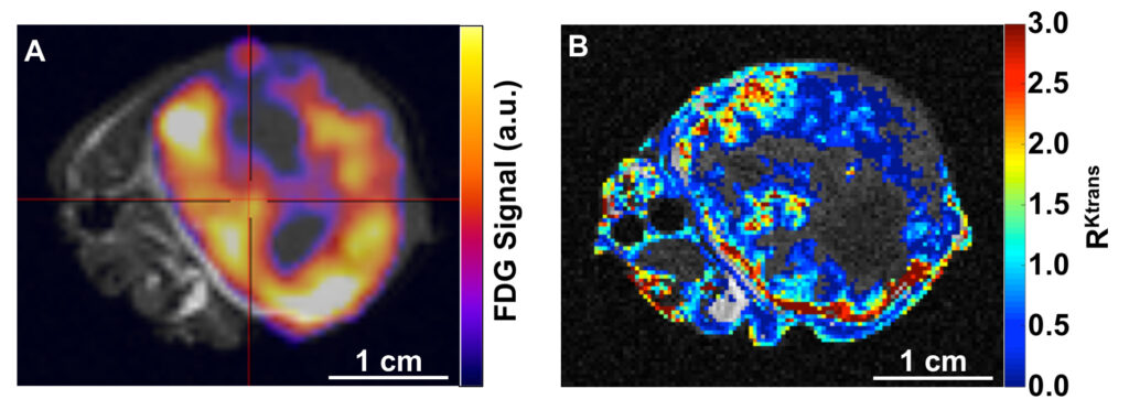 PET/MRI Images of A549 flank tumor in a mouse