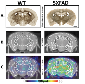 WT and 5XFAD Animal Model Brains